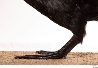  Double-crested cormorant Phalacrocorax auritus leg 0001.jpg
